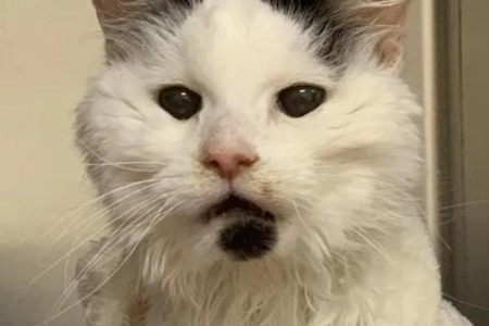 为什么不建议领养猫咪？这些原因你必须了解！