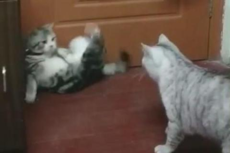 母猫为啥能生好多小公猫？这背后有什么秘密？