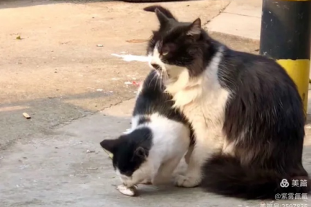 布偶猫和流浪小黑猫的爱情故事：一只猫的奇缘