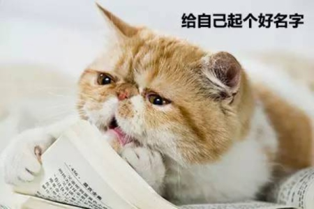 你的猫咪知道自己的名字吗？学会这招轻松搞定！