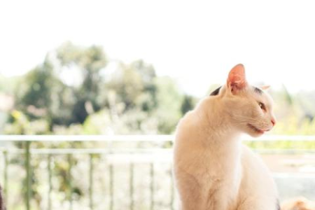 猫咪牙龈红肿怎么治疗最好？实用方法和技巧分享