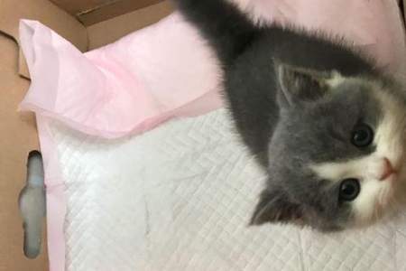 猫舍猫咪都带冠状病毒？别慌，先了解真相