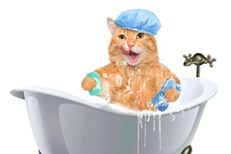 凌晨五点睡不着，给猫洗澡靠谱吗？猫咪健康要注意！