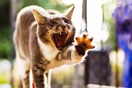 猫咪叽里咕噜的叫声代表什么？教你轻松了解猫咪的内心世界
