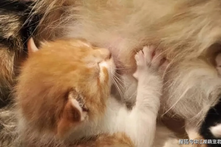 为什么猫咪喜欢踩奶？猫咪踩奶的各种可能性解释