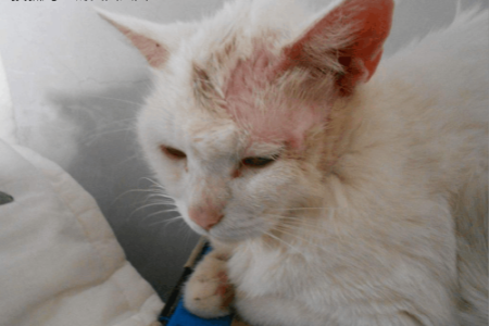 猫咪长猫癣怎么办？毛需要剃掉吗？铲屎官必看实用指南