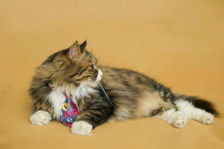 猫咪对你示爱的信号有哪些？教你快速判断猫咪有多喜欢你
