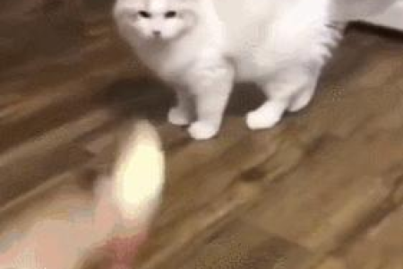 为什么猫咪爱吃榴莲？揭秘猫咪独特口味偏好