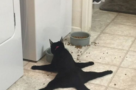 发现猫尿血，半个月内必死？如何判断病情和救治？