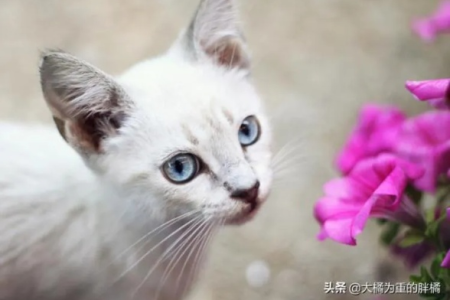银点猫的眼睛：瞳孔形状及颜色大揭秘！