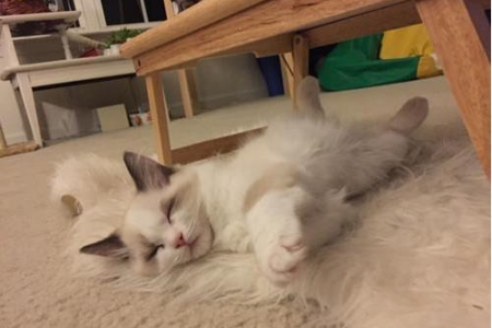 家里猫咪突然掉毛秃了怎么办？教你如何护理猫咪毛发