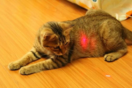 如何选择适合成年猫的猫爬架尺寸？避免踩坑指南