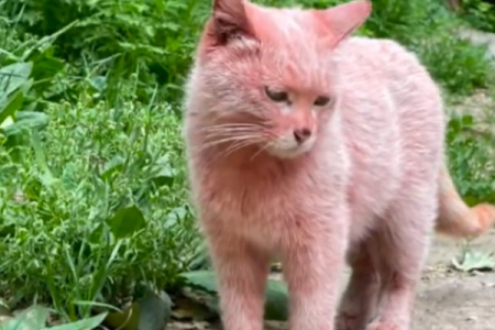 五台山惊现粉红头发猫咪！这颜值绝了！