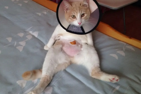 公猫啥时候绝育最好？6个月大可以带去吗？