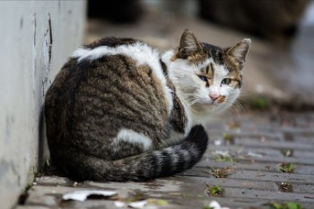 害怕人的流浪猫怎么才能亲近你？教你快速建立信任