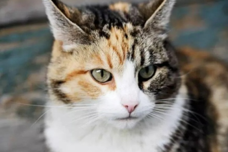 详解：为什么三种颜色以上的猫咪大多是母猫？