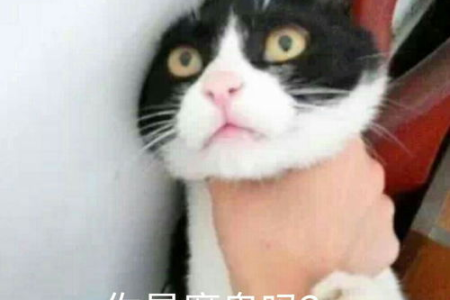 奶猫搬新家后吃喝正常却没精神？可能是这几个问题