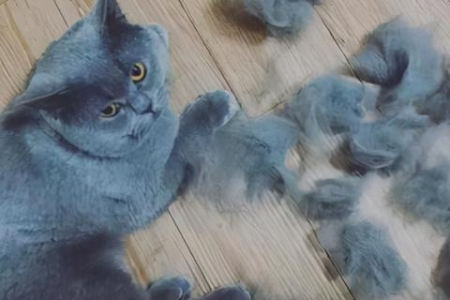 英短猫掉毛太严重？教你几招轻松解决！