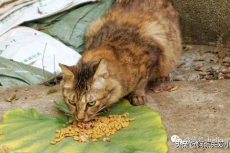 流浪猫粮能喂自家猫吗？孩子这样做的原因及解决方法