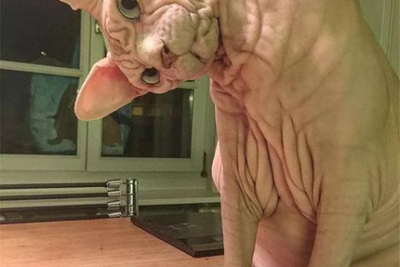 这些猫丑到令人窒息！看完你就不敢养猫了？