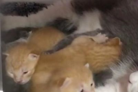 寒假返校，被窝里多了5只奶猫？大学生：我裂开了！