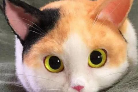 养猫必看的10个方法：新手铲屎官必备指南