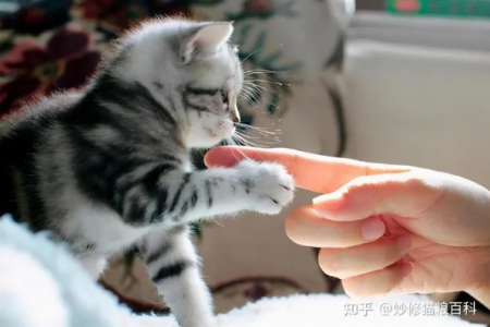 解密：为什么猫是世界上最好相处的生物？
