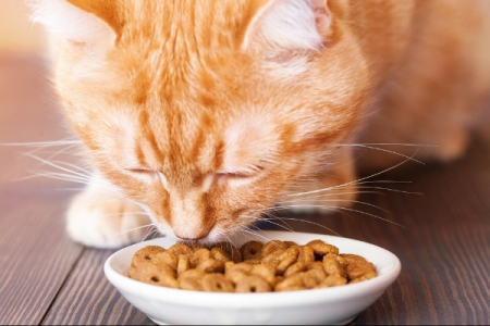 给猫咪选猫粮太难了！到底该给猫咪选什么牌子的猫粮？