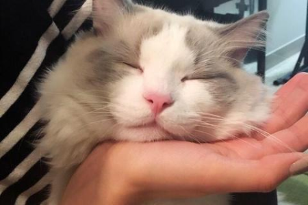 布偶猫拉稀不止？教你快速解决软便难题