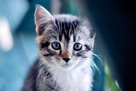 猫咪死前有什么预兆？别错过猫咪最后的告别时刻