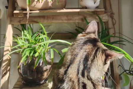 养猫不用花大钱！这三种猫咪又便宜又好养活！