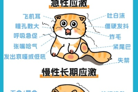 猫咪应激反应有哪些症状？如何快速识别和应对？
