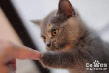 猫咪出现不正常行为，是应激反应吗？教你如何帮助猫咪