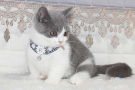 想养猫却纠结？串串猫VS纯种猫，身体素质PK！