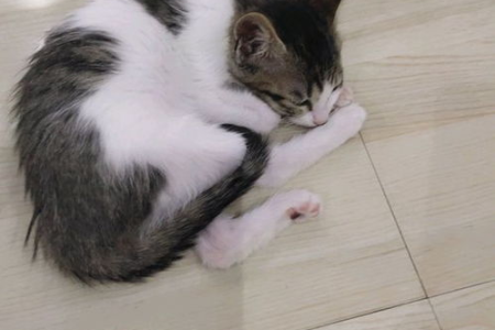 猫咪晚上睡不着怎么办？简单方法教你训练猫咪晚上按时睡觉！