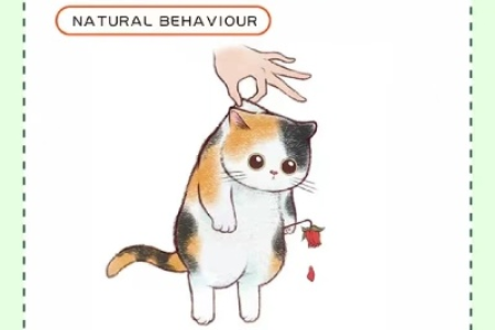 正确认识猫咪肿瘤：警惕这些症状，守护猫咪健康