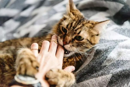 养公猫的十大忌讳：铲屎官必看避坑指南