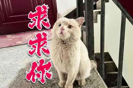 流浪猫被冻到求救？这些表现你必须知道！