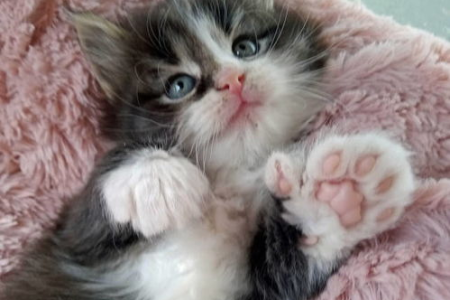 母猫和公猫儿子会交配吗？猫咪近亲繁殖的原因