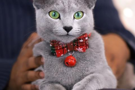 教你轻松搞定猫咪换牙后口腔清洁：预防胜于治疗