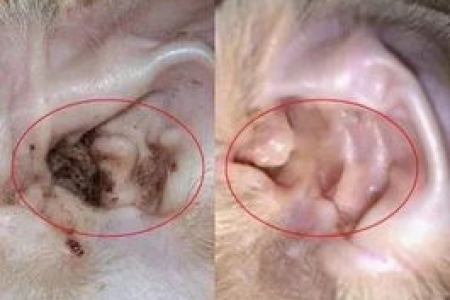 猫咪耳螨最佳治疗方法是什么？快速有效去除耳螨妙招