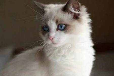 为什么我的布偶猫身上有异味？看看这些常见原因！