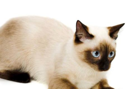 猫咪的超能力大揭秘：它们究竟有多神奇？