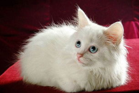 我的猫咪吃了毒物，应该怎么办？寻求帮助及应对方法