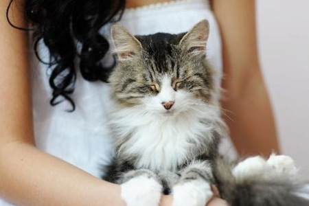 3个关于养猫的谎言，养猫新手必看！