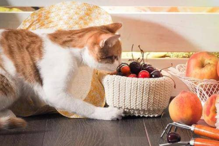猫咪消化不良呕吐还不吃东西？兽医建议和居家护理