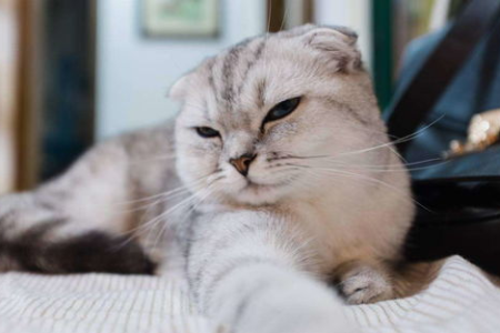 想养折耳猫？先看这篇折耳猫正确科普，避免不必要的痛苦！