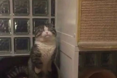 家里猫剃秃头了，是什么样子？看完你就懂了！