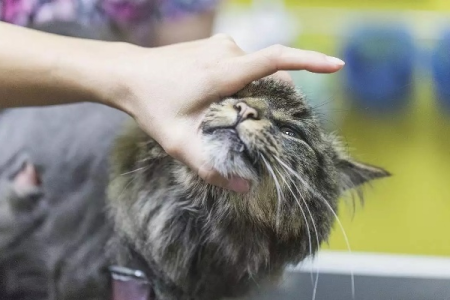 养猫新手必看！这十大禁区你都知道吗？避免猫咪生病！