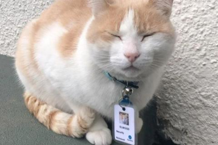 家里猫咪每天都在忙什么？超详细猫咪日常行为记录
